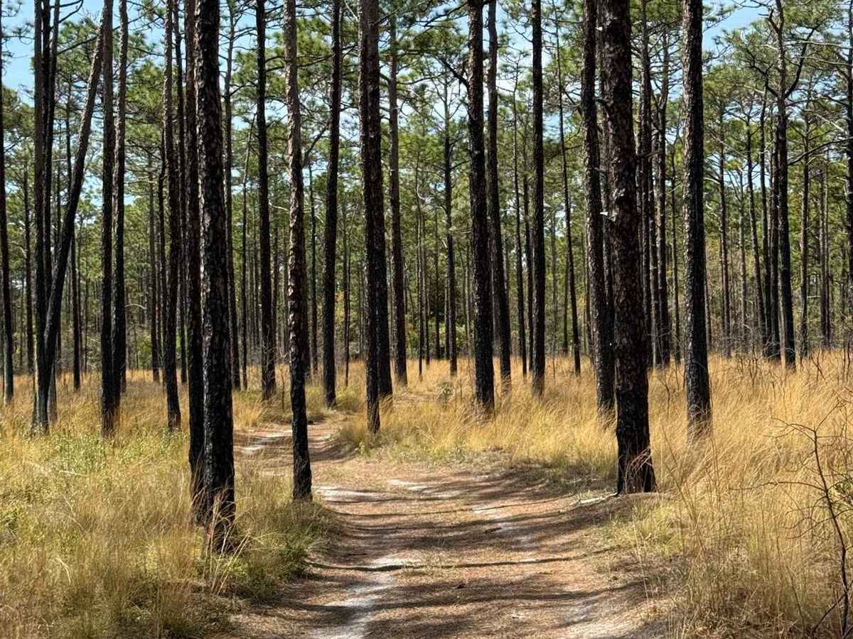 Pettiford Creek Trail 14 photo 6