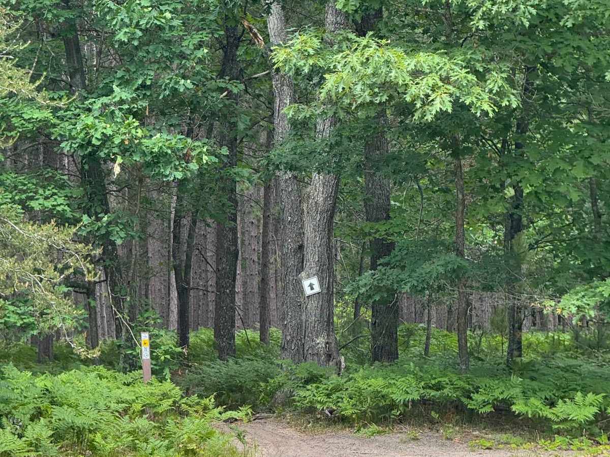 North Missaukee Singletrack Spur photo 4