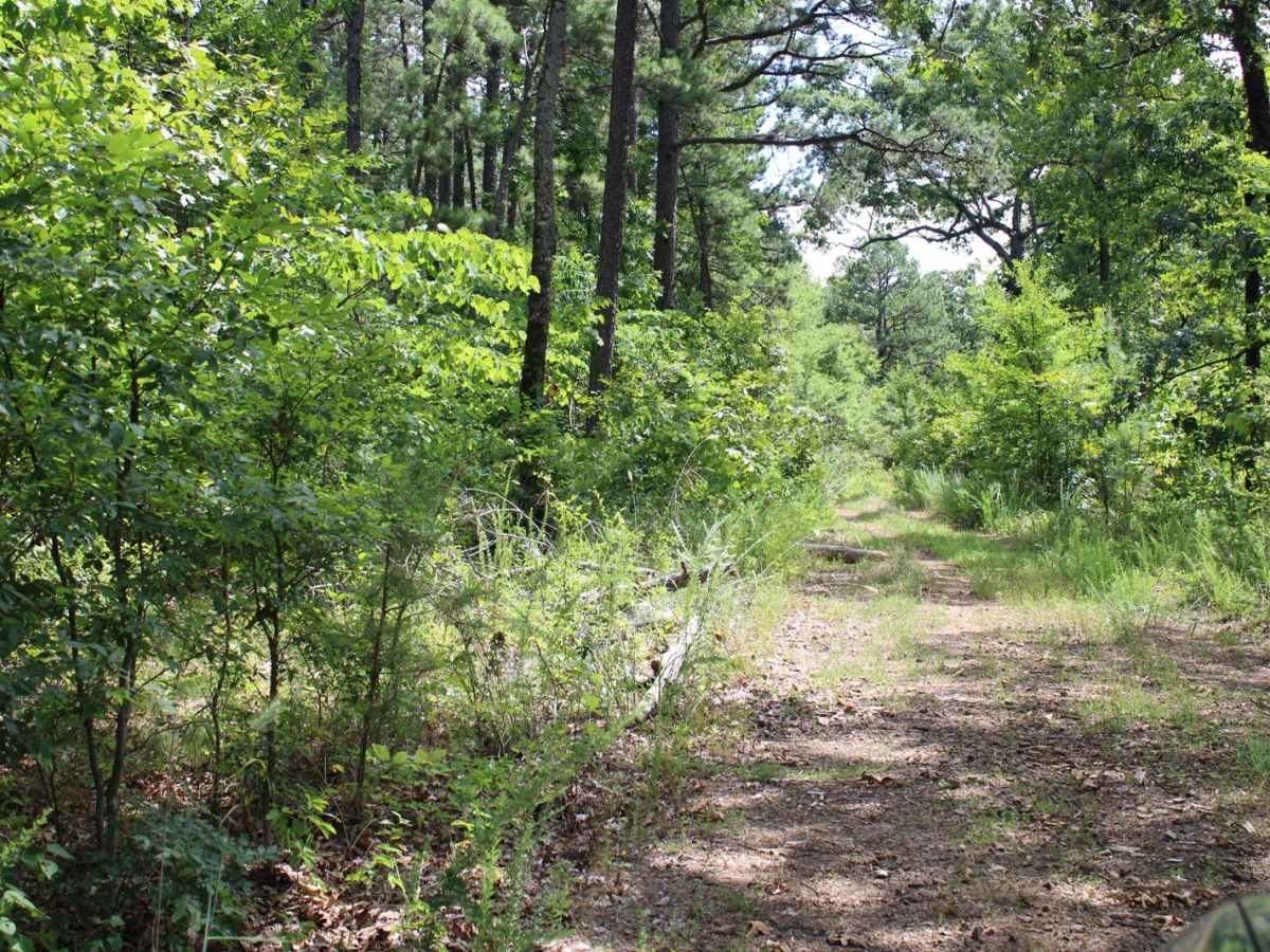 Danville Mountain photo 6