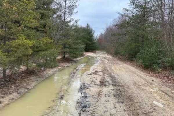 Locust Gap Swamp Dog Trail