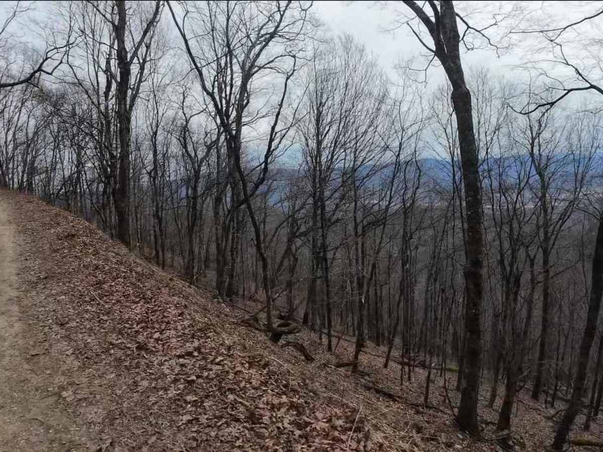 Tatham Gap Road - FS 423 photo 6