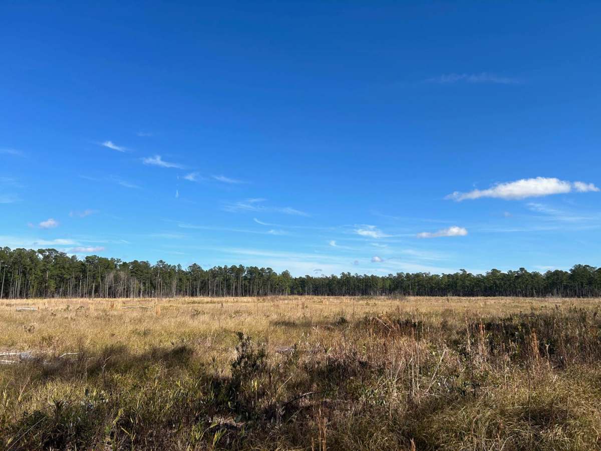 Yellow Jacket Road - FSR 159 photo 5