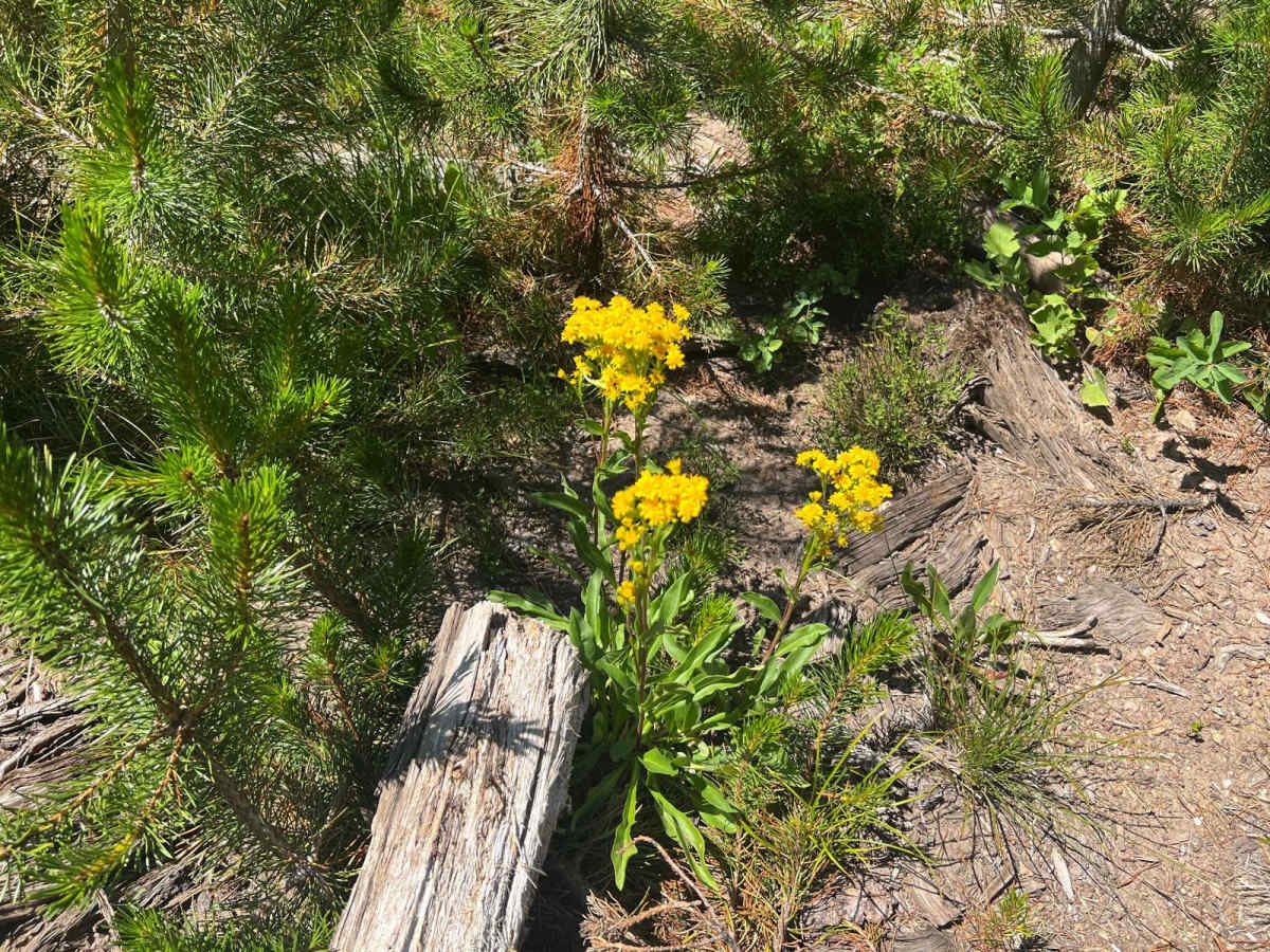 Virginia Creek (1249) photo 4