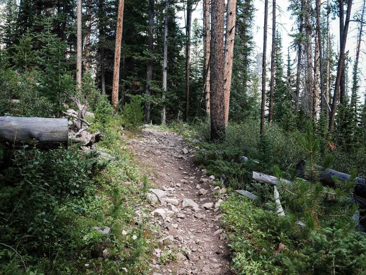 Wapiti Creek photo 4