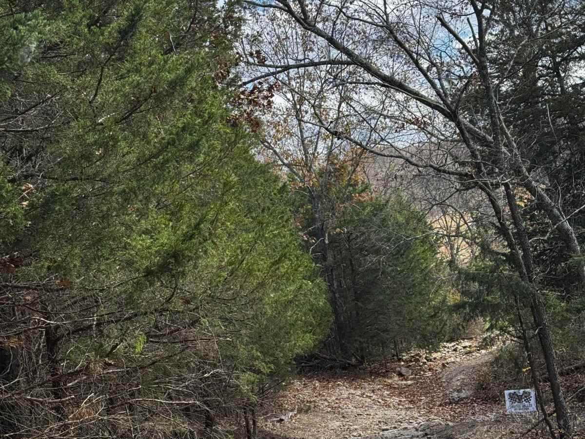 Deer Crossing (X) photo 3