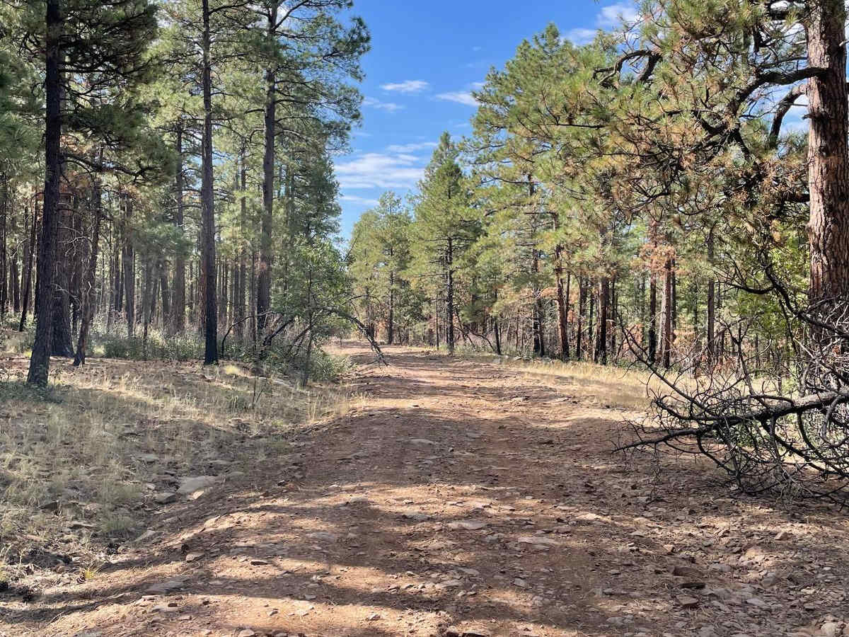 FS 692 trail photo