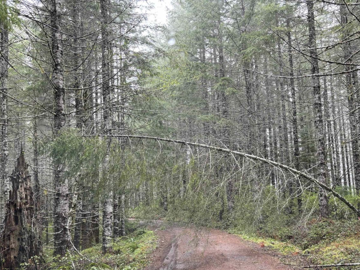 Bell Mountain to Rye Mountain photo 3