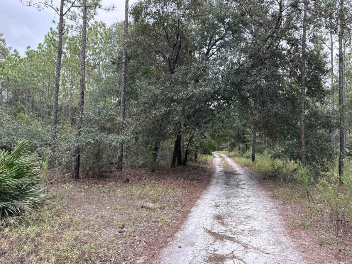 Ocala National Forest 24ST 3.2A2 photo 6