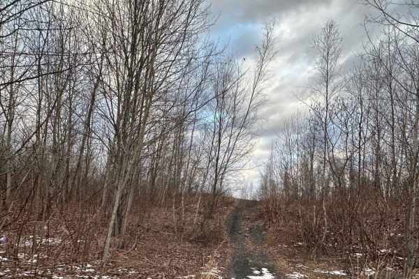 Locust Gap 13