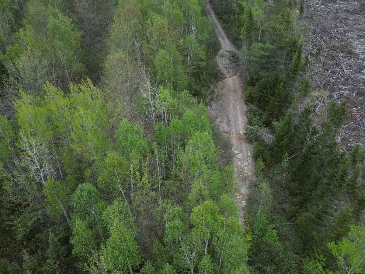 Douglas Clear Cut Bypass photo 6