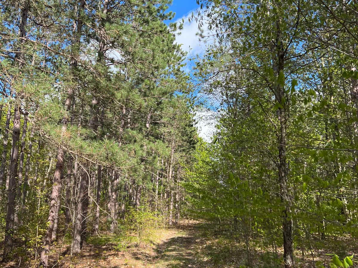 County Ridge Trail photo 5