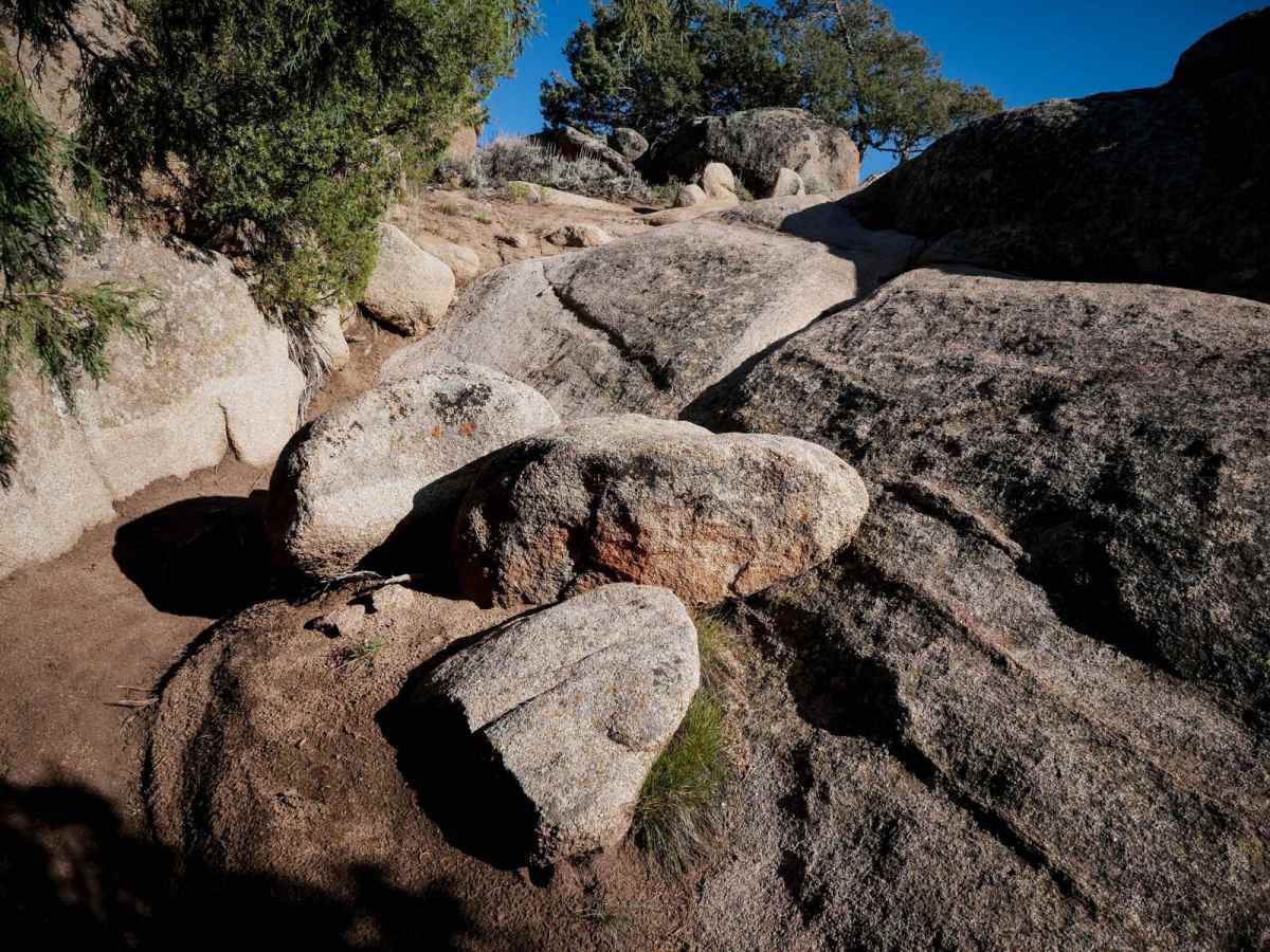 Rattlesnake photo 2