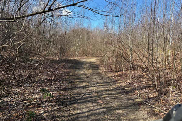 Locust Gap 43