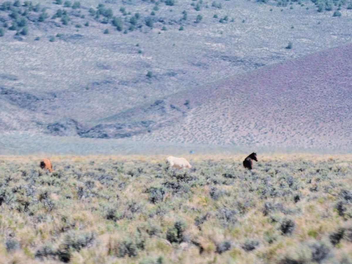 Adobe Valley to Little Huntoon Valley photo 3