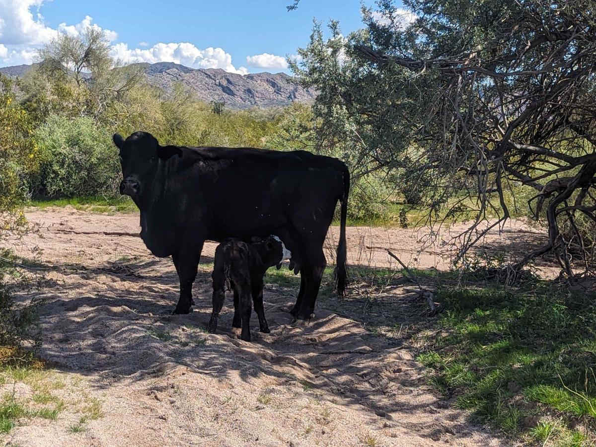 Cattle Cactus Crawl photo 3