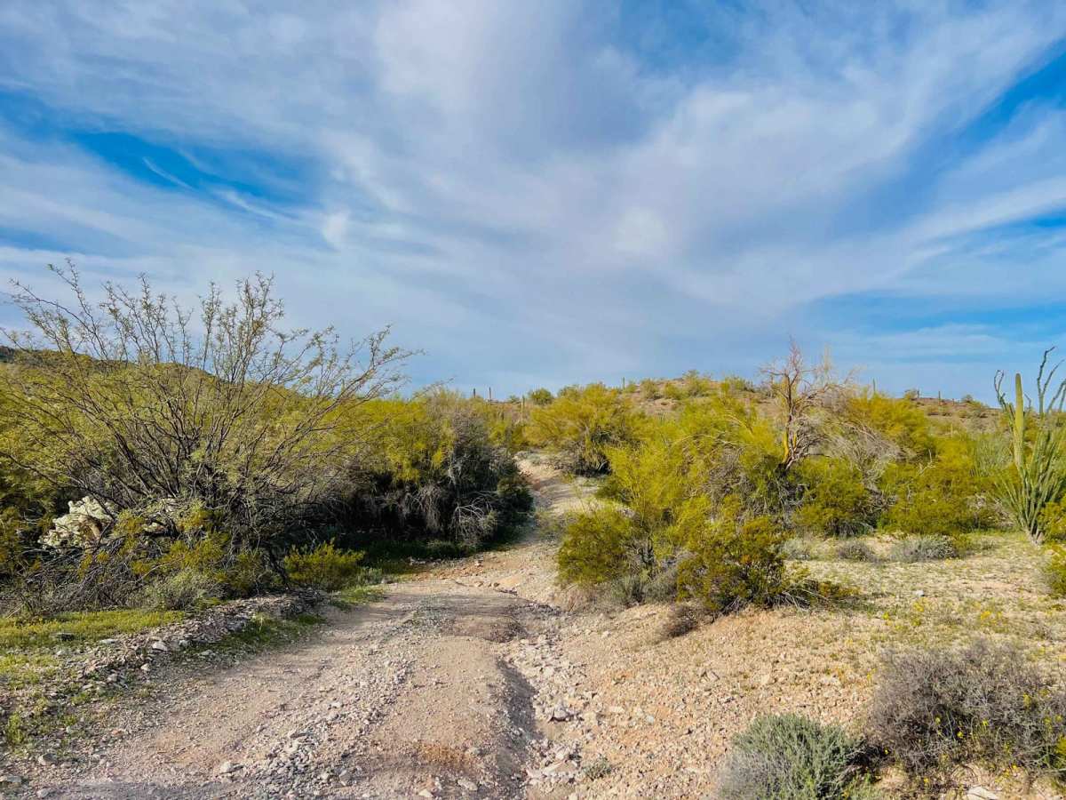 Canyon Camp Loop Ajo photo 4