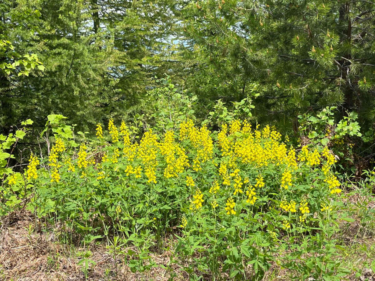 National Forest Development Road 3308 photo 3