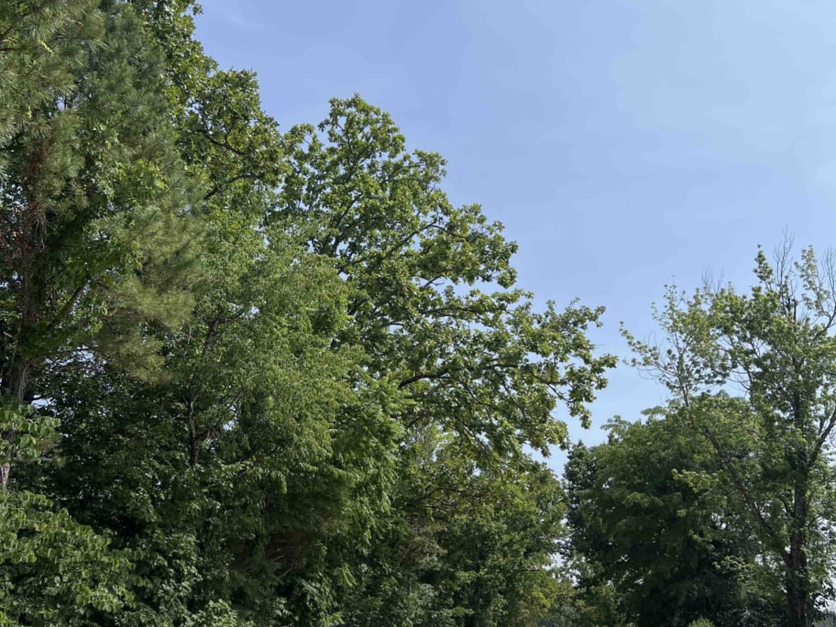 Leo Drey Forest 2221 photo 2