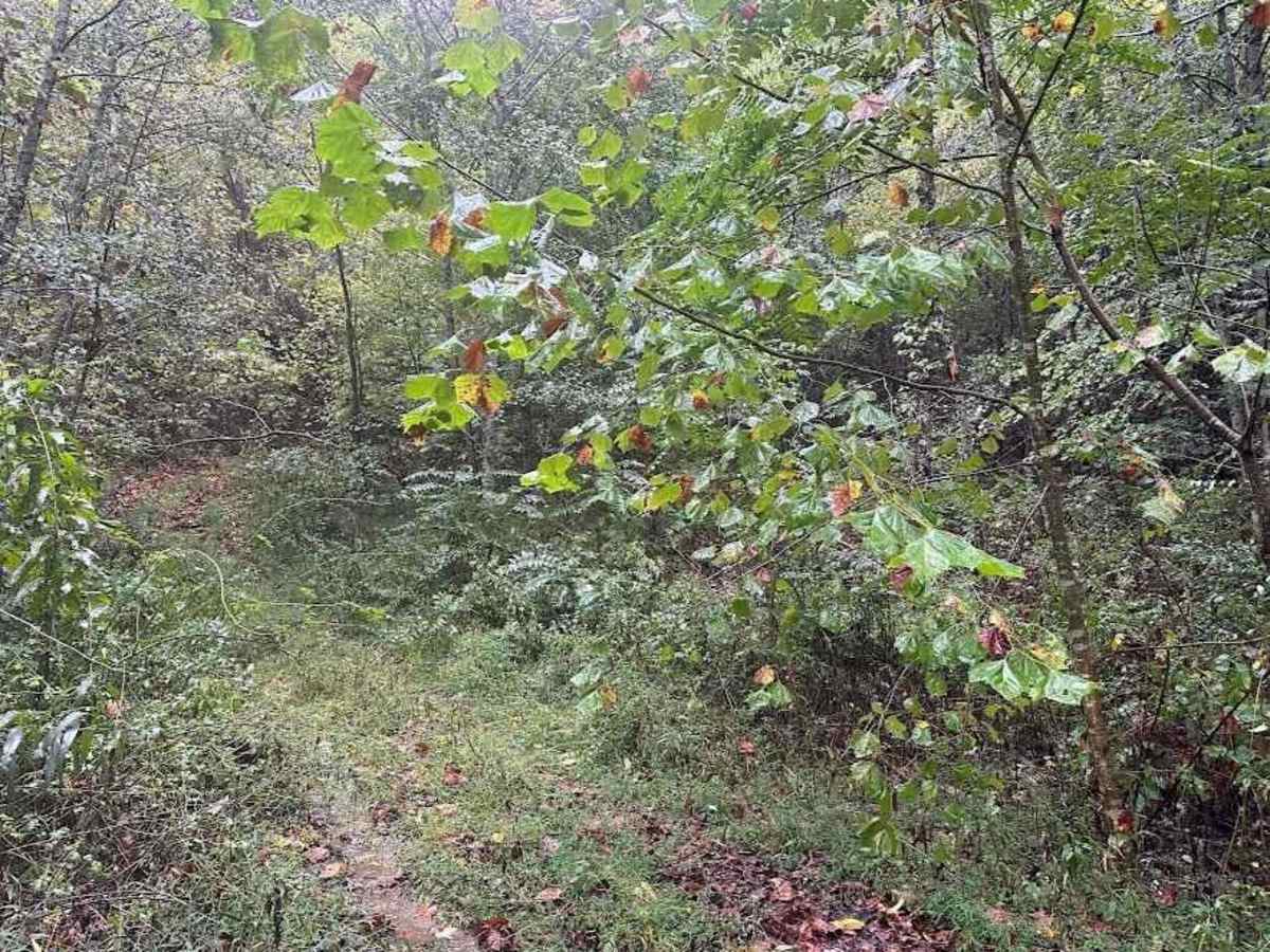 M Black trail photo