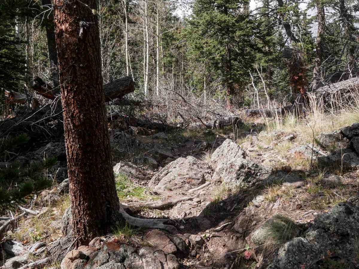 La Garita Creek Cutoff Single Track photo 4