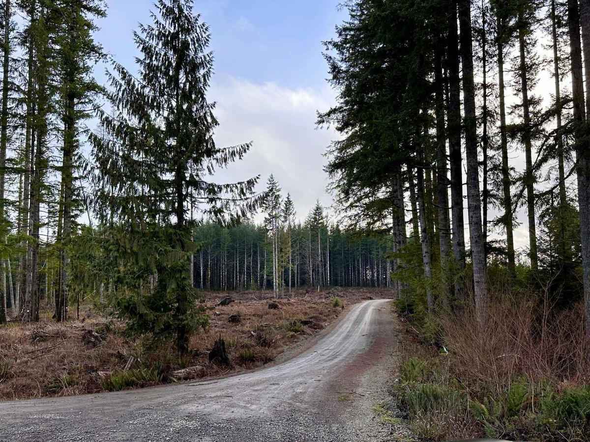 Capitol Forest D-4000 trail photo