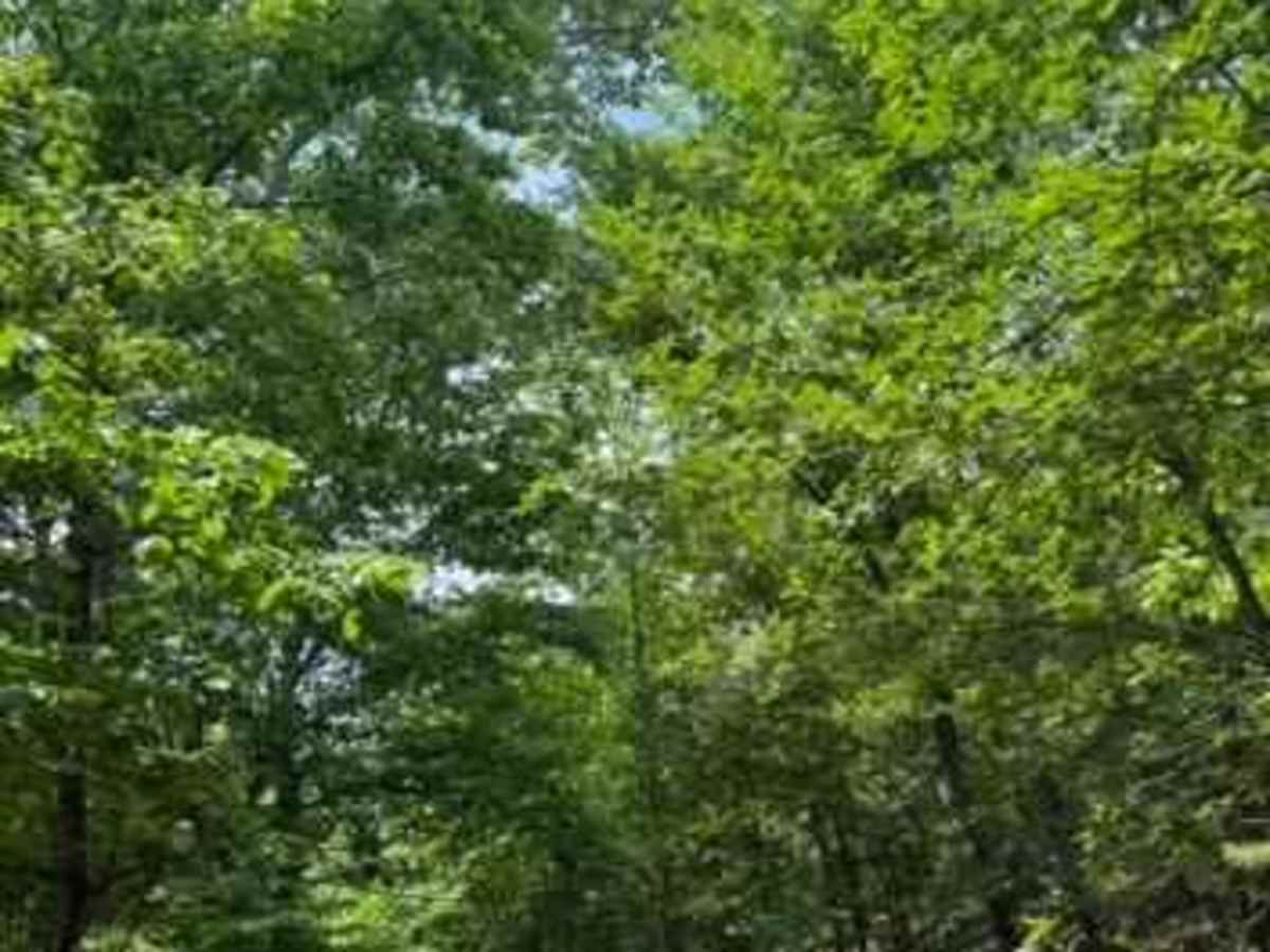 Shane's Trail photo 2