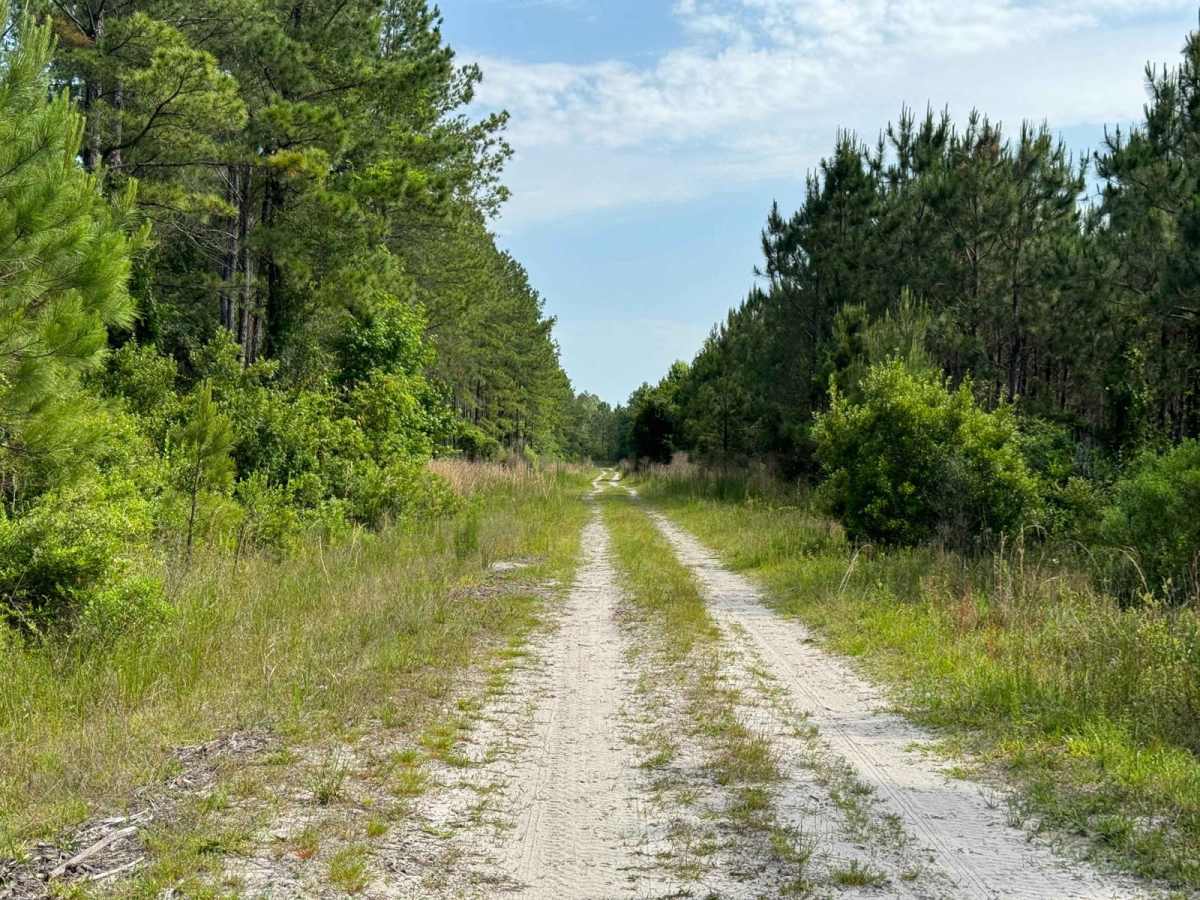 Grove Park WMA West Trail photo 6