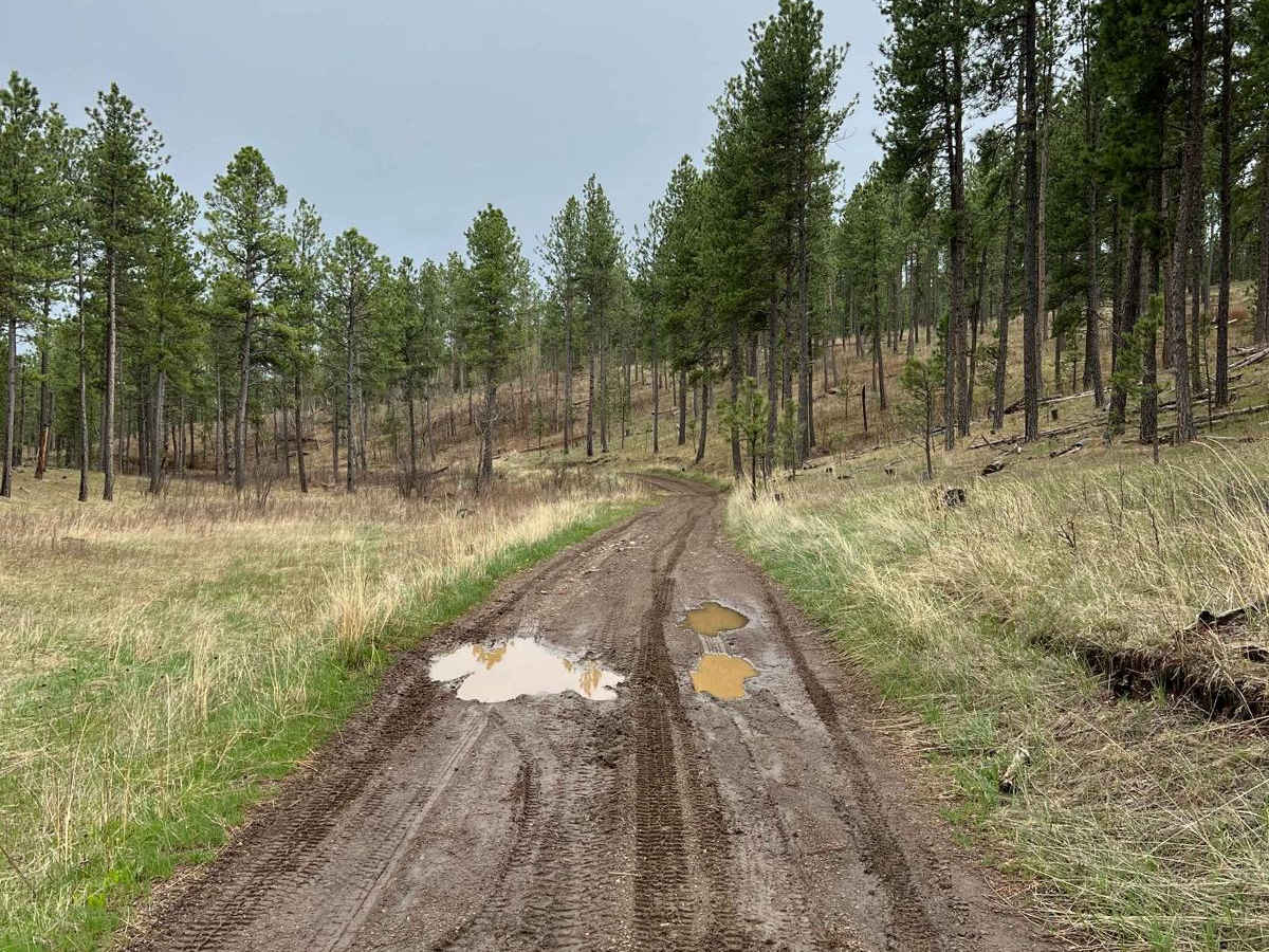 Boodleman Forest Road photo 5