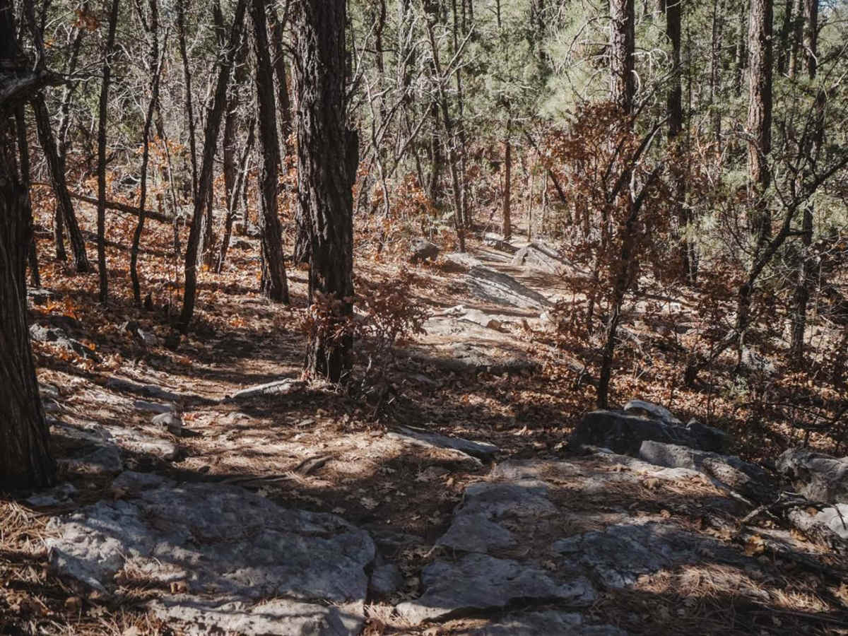 Pine Loop photo 4