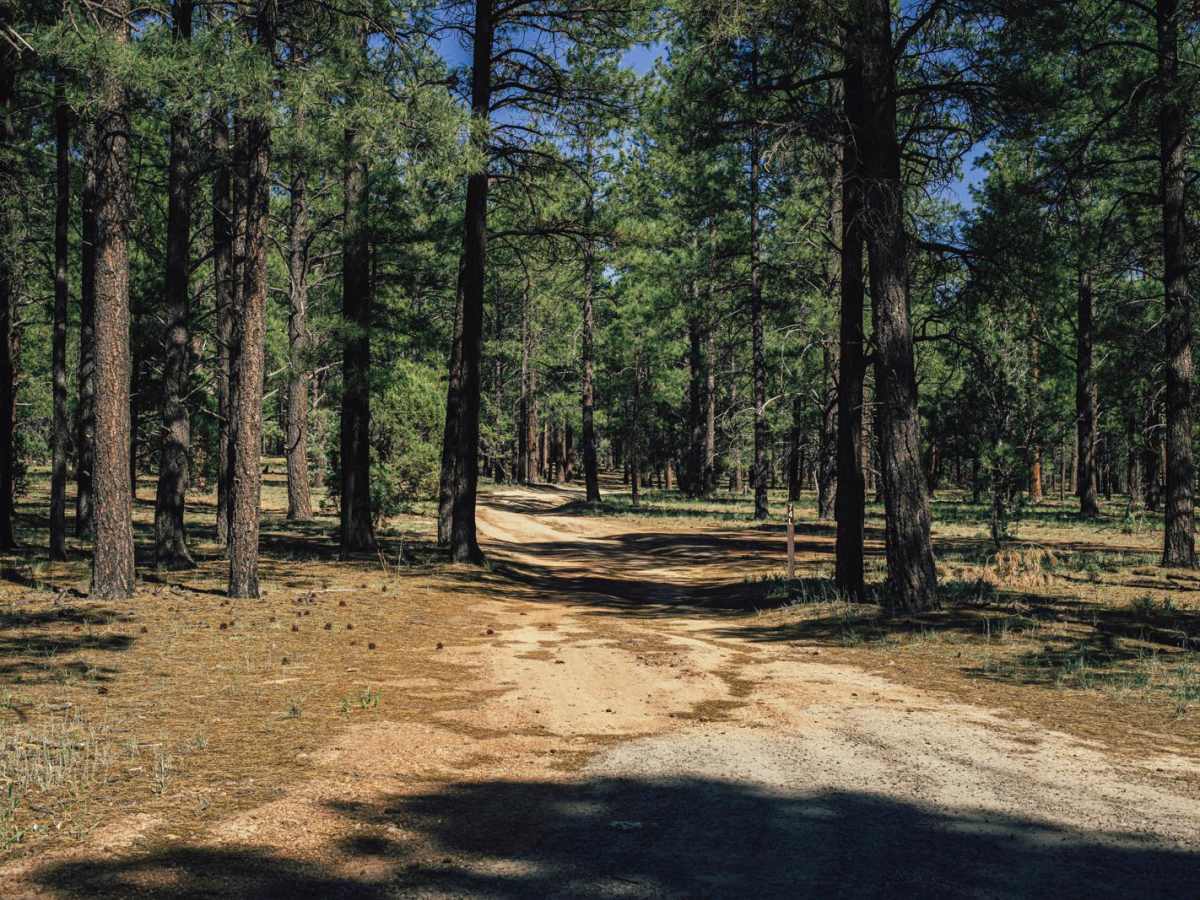 Hunter Hill Camp trail photo