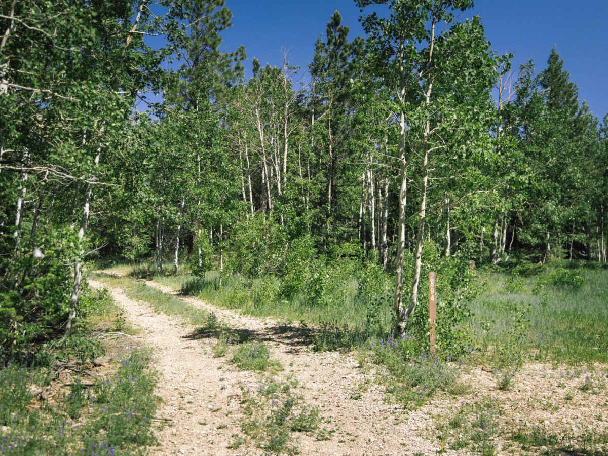 FR 2894 trail photo