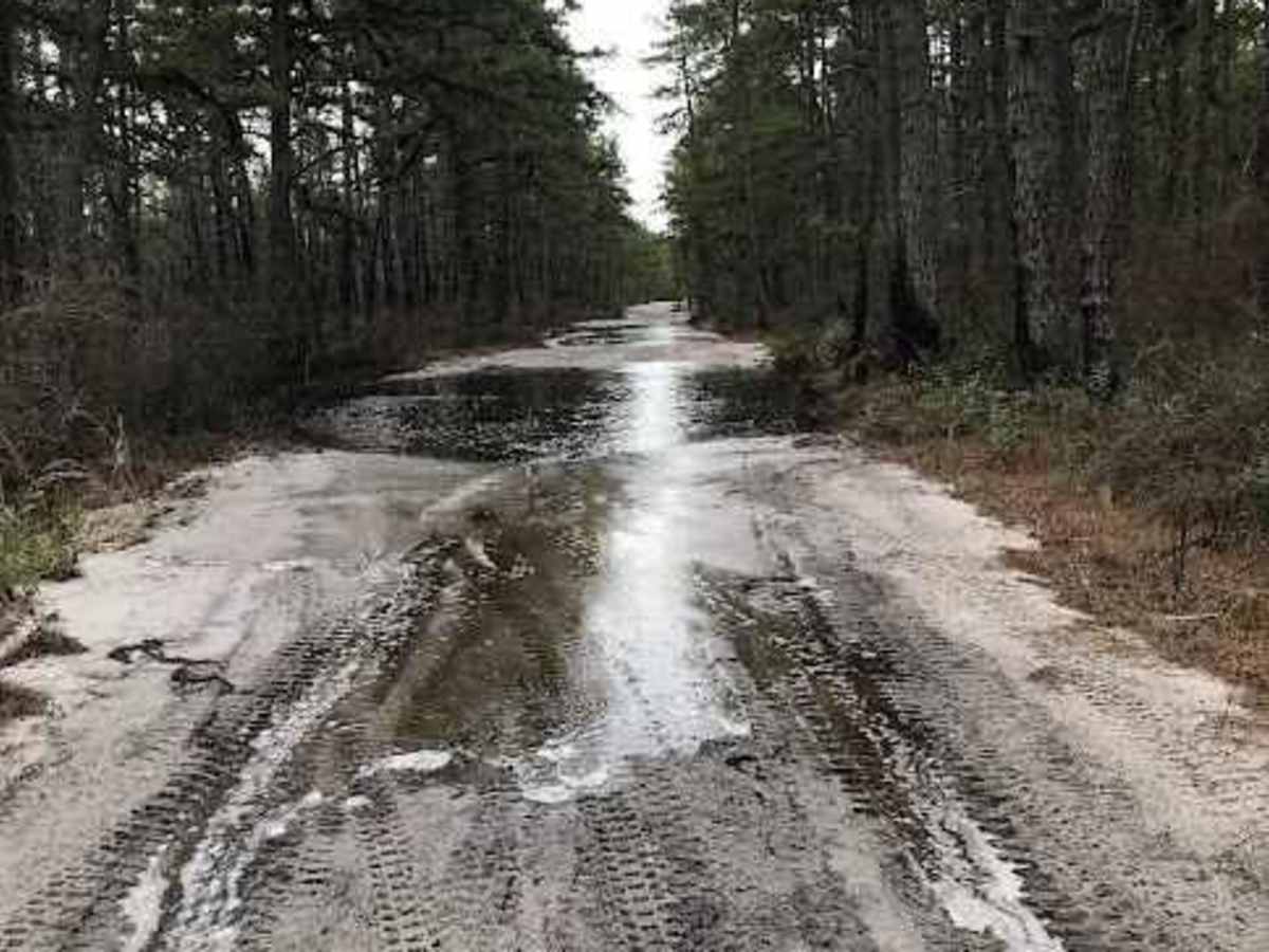Batsto Fireline Trail photo 2