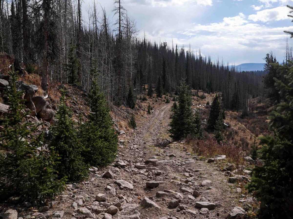 Middle Alder ATV - 797 trail photo