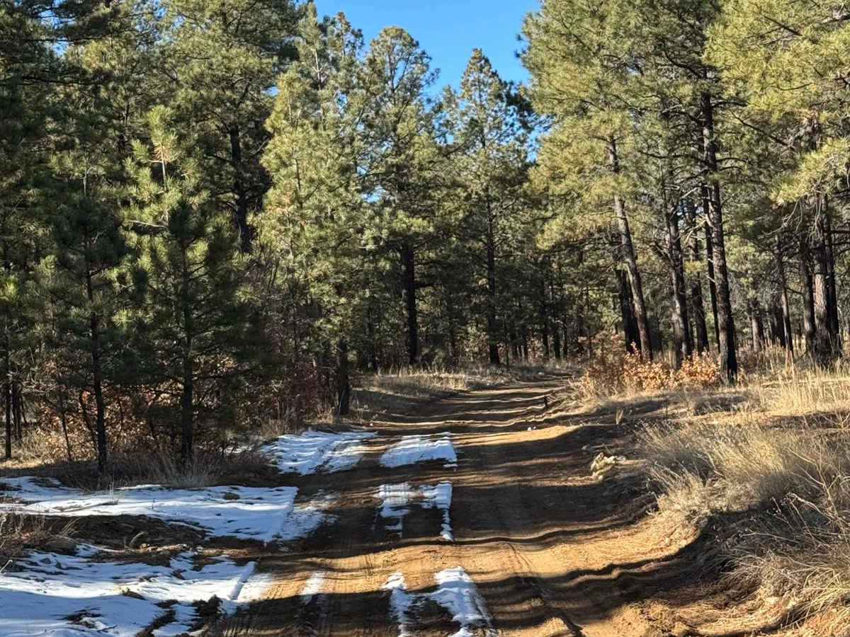 Ruidoso Ridge photo 2