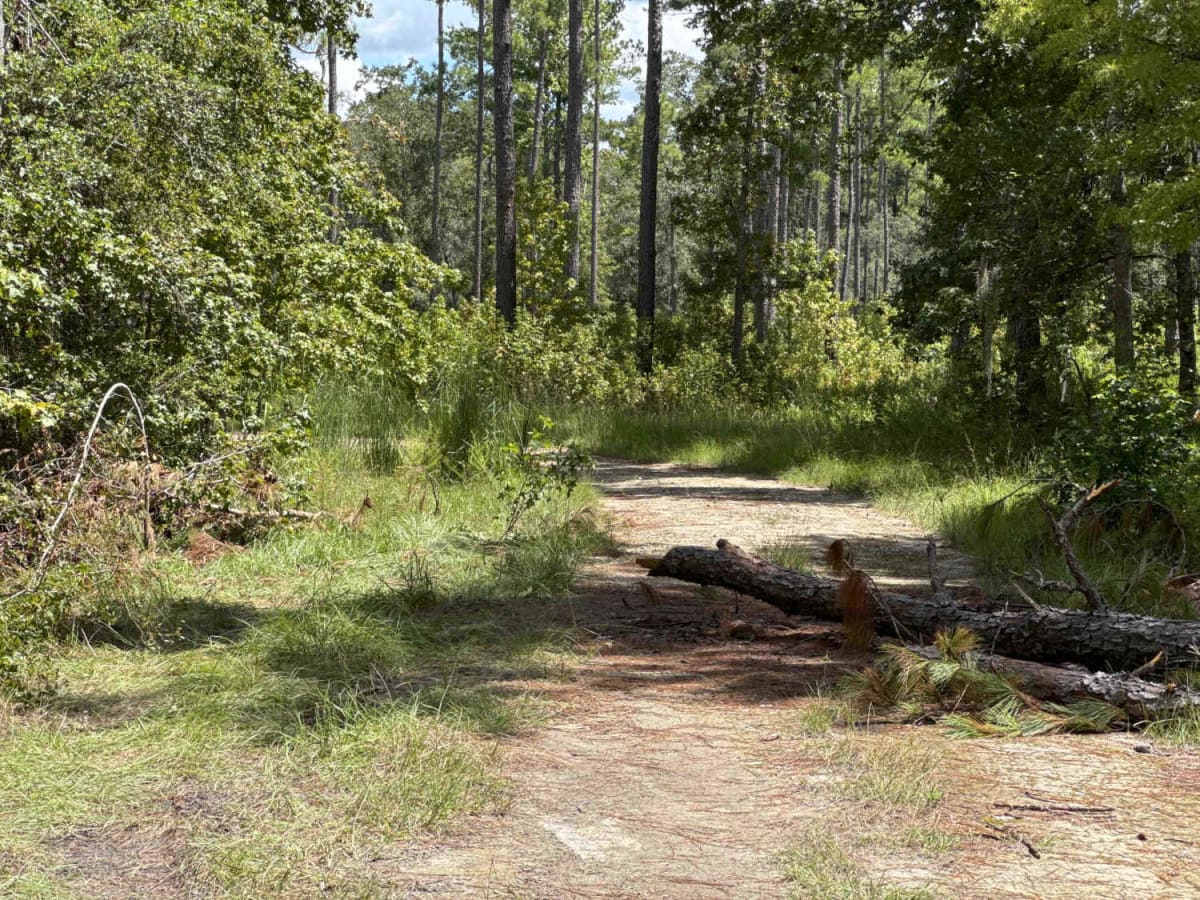 Little Shoals Trail photo 5