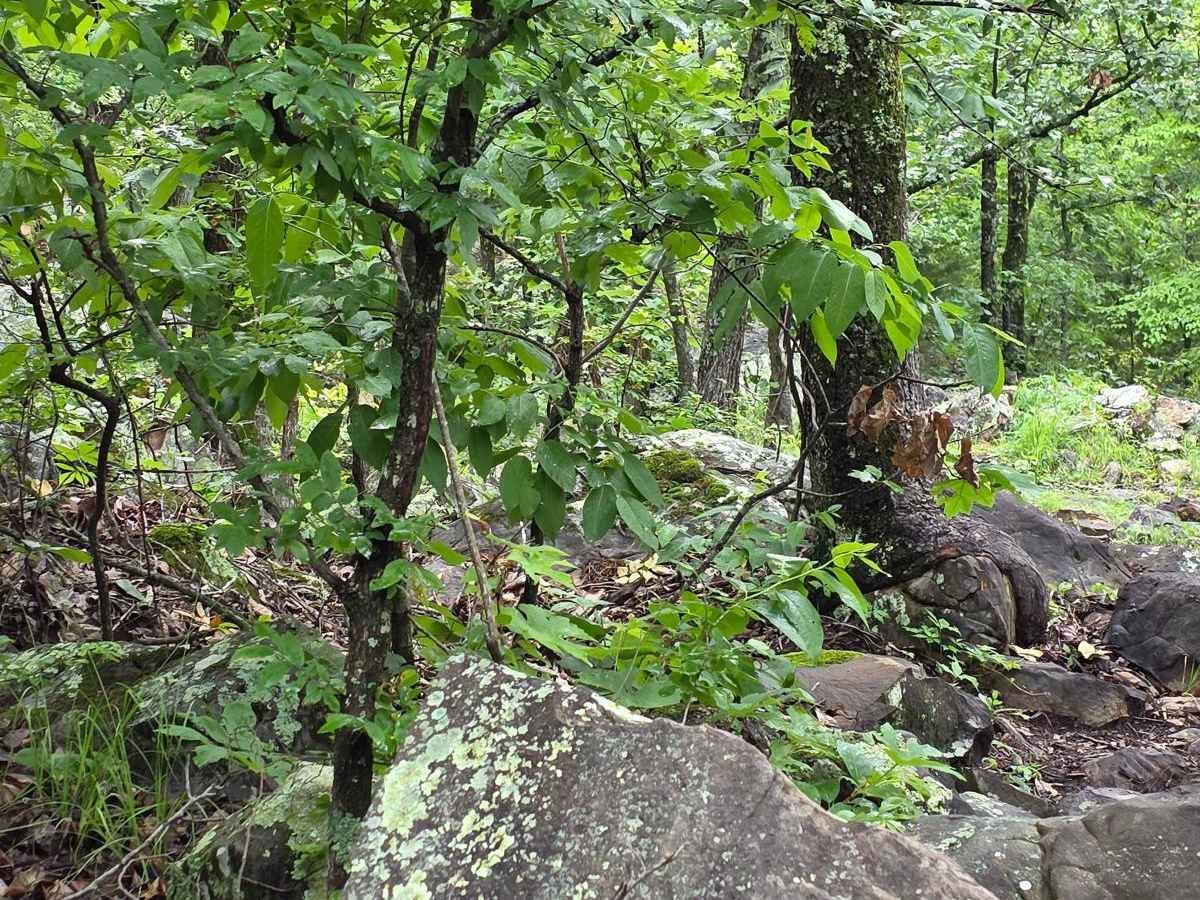 Anaconda trail photo