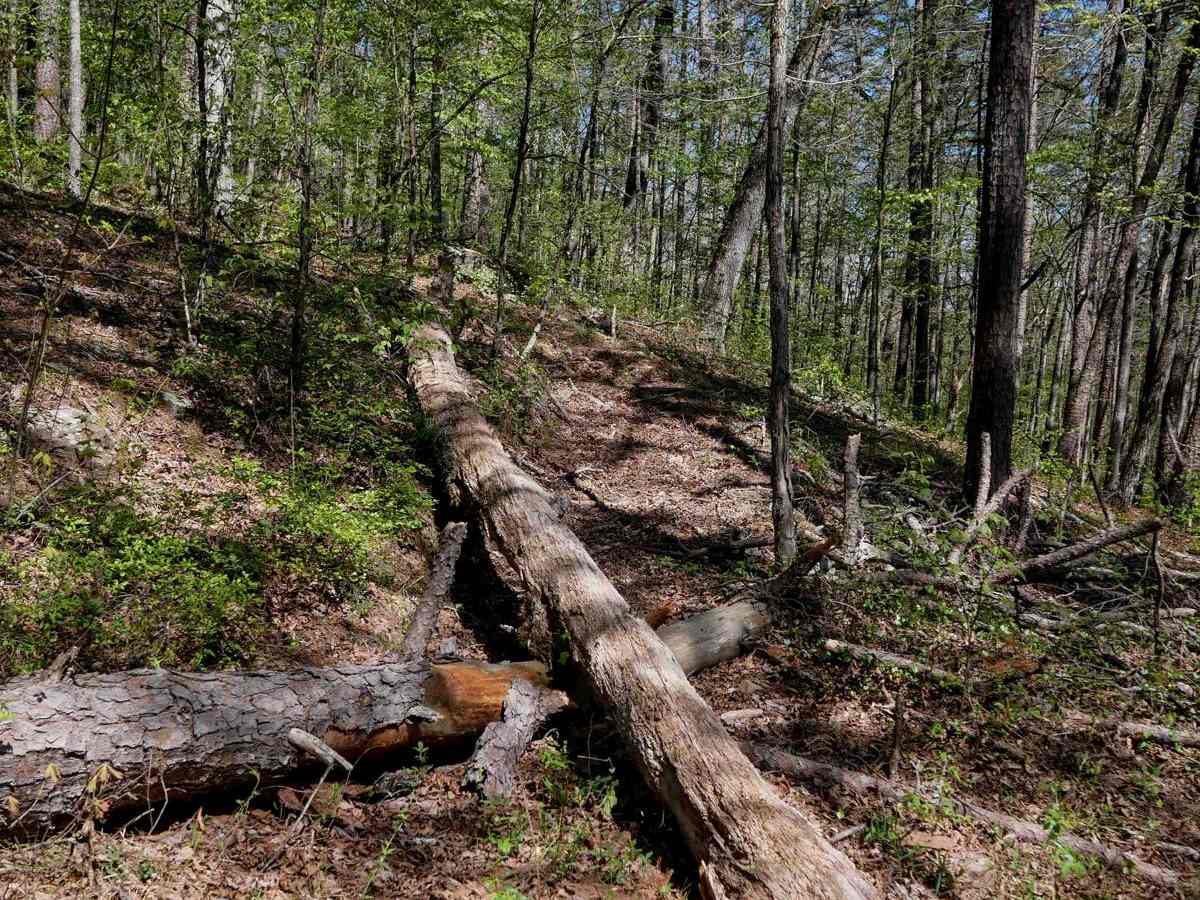 Brock 41 trail photo