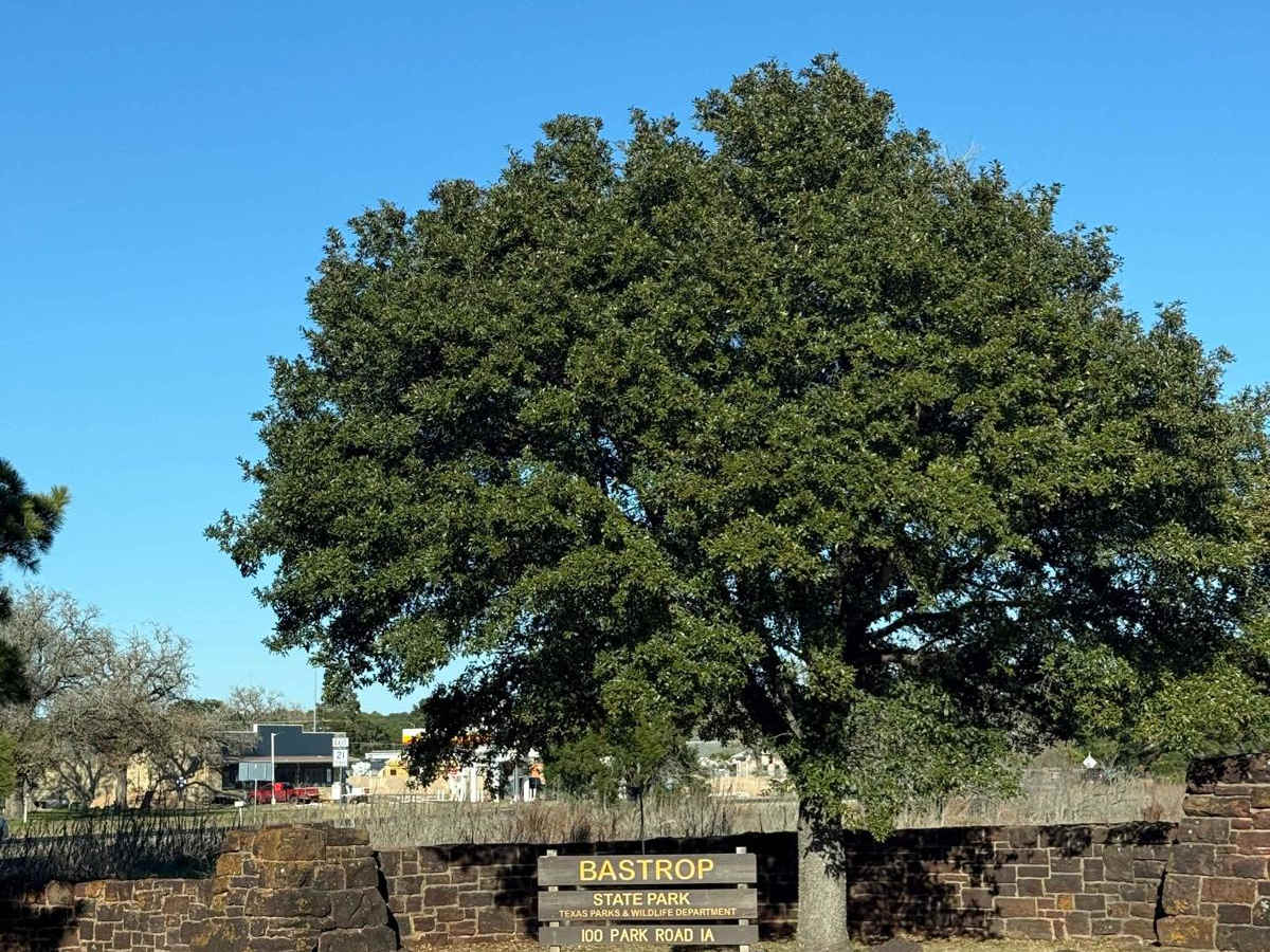 Bastrop State Park Backroads trail photo