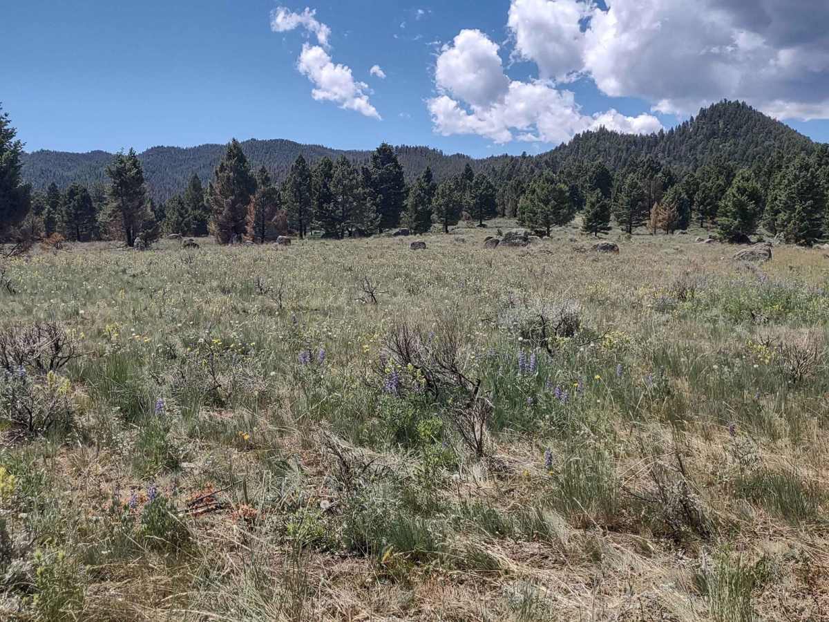 North Whitetail Road Spur photo 3