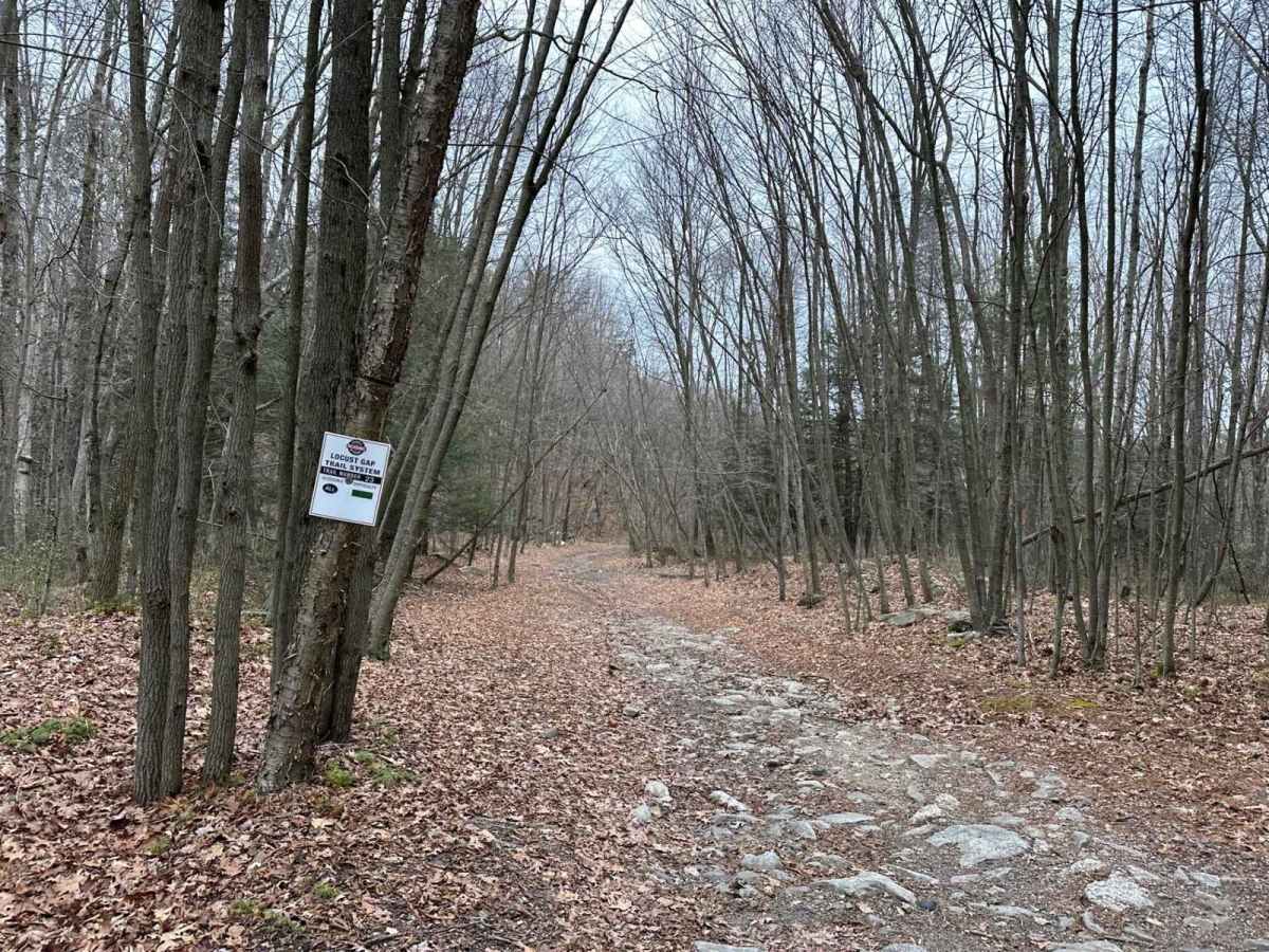 Locust Gap 23 photo 6