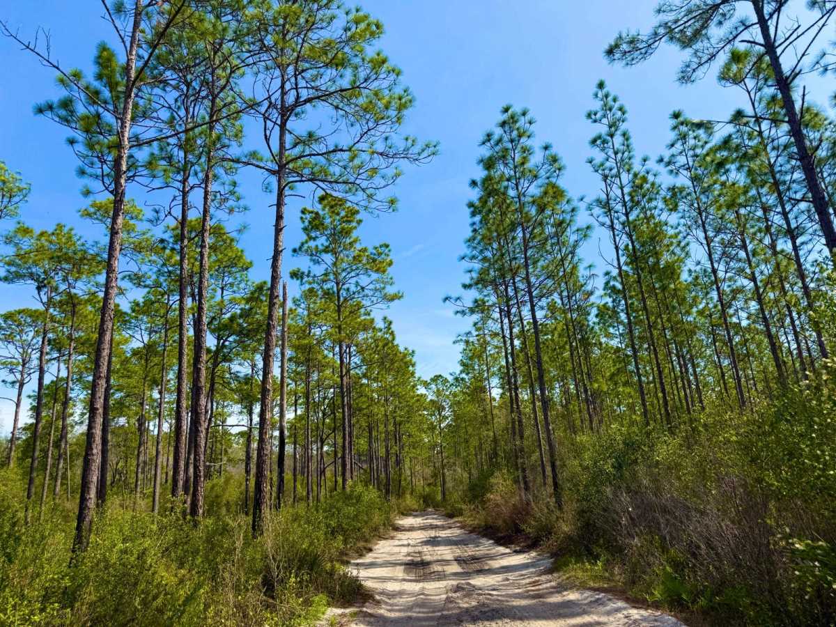 Forest Road 359 photo 3