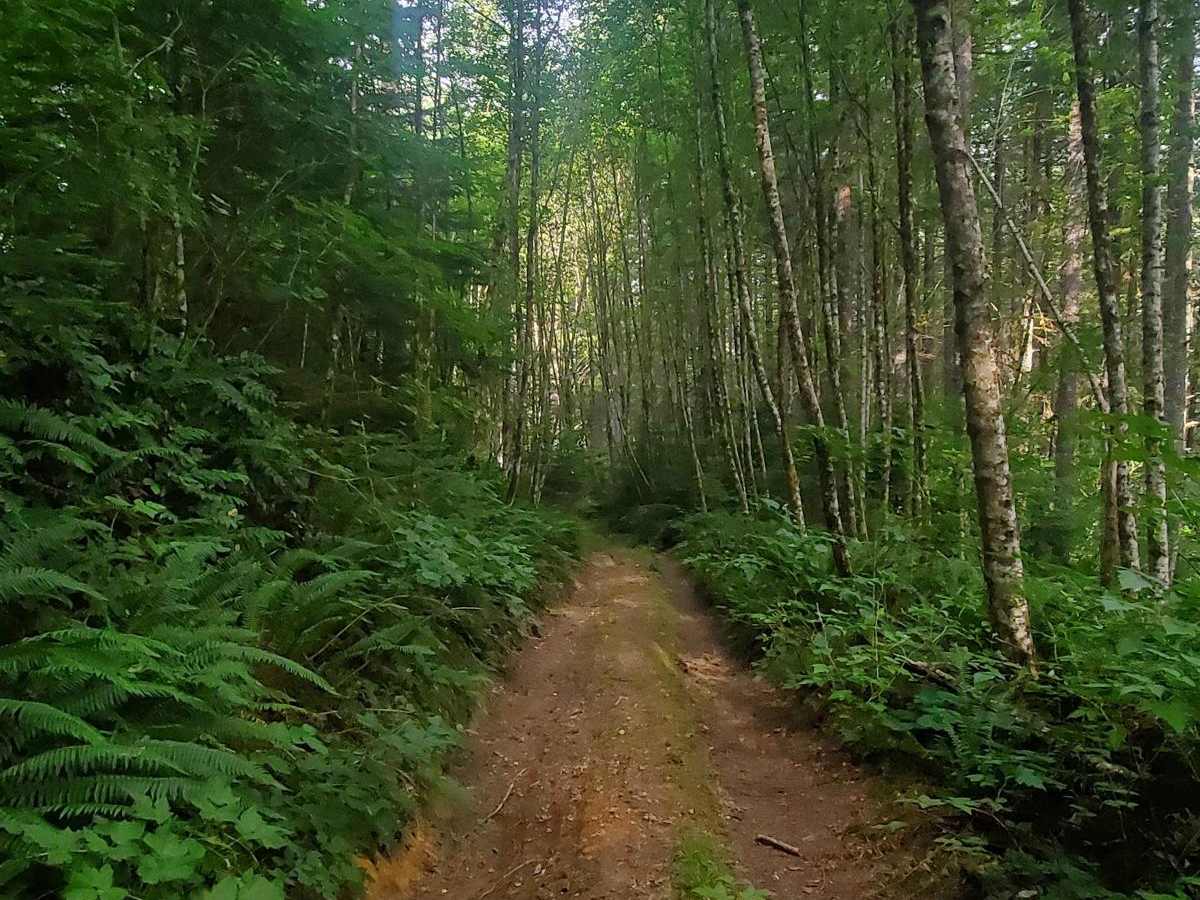 Deep Woods Brap Adventure photo 5