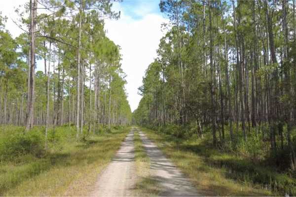 Cary State Forest - Cary Tract