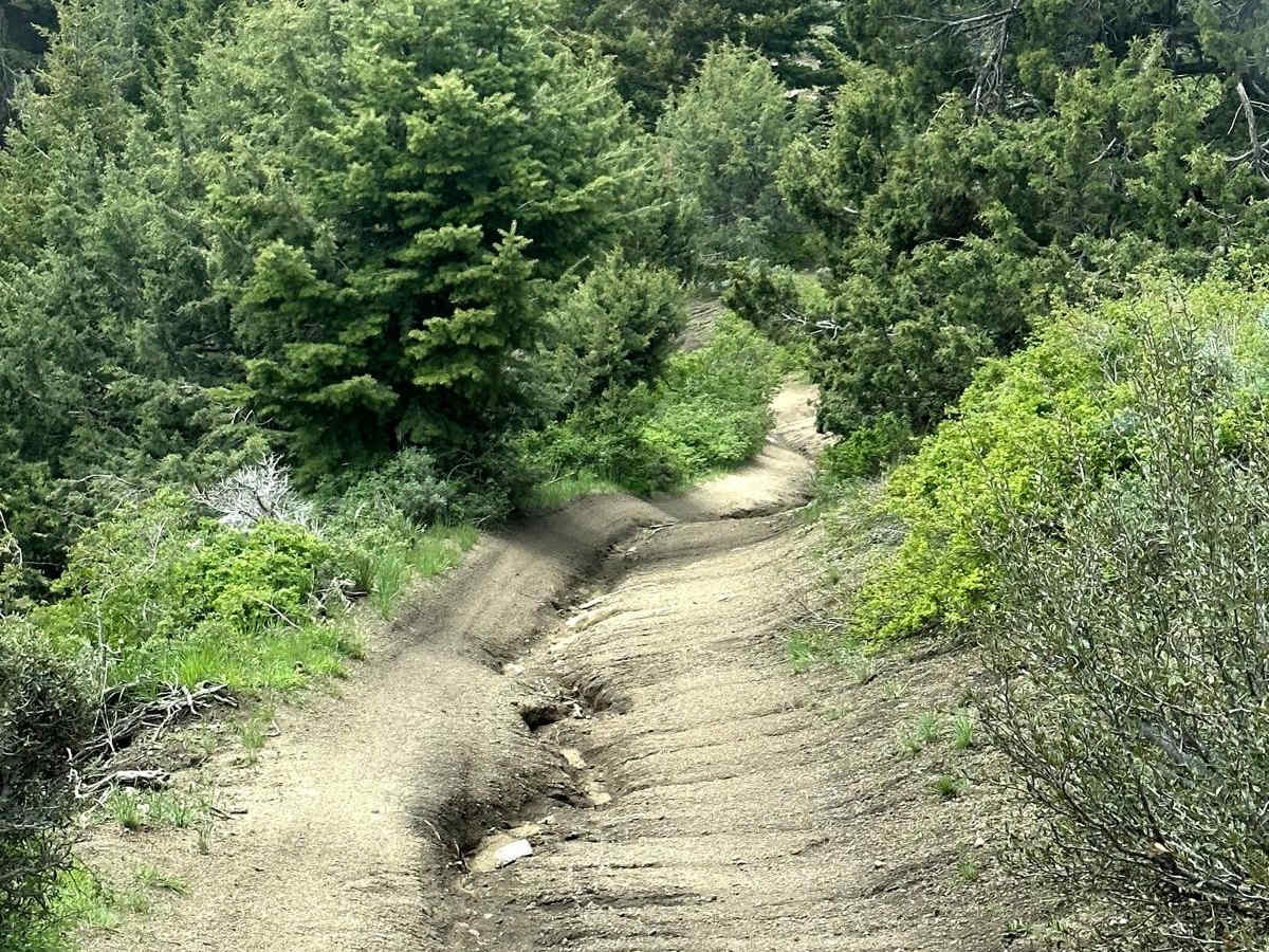 Presby Creek Trail photo 2
