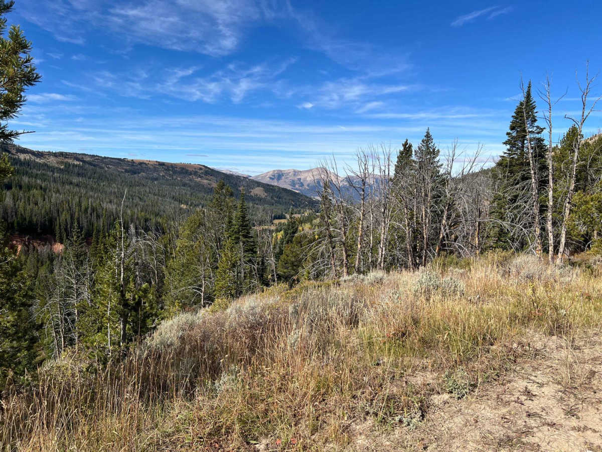 Cottonwood Creek Road - FS1012 photo 6