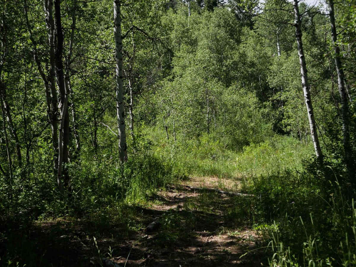 Wilde Canyon #5218  photo 5