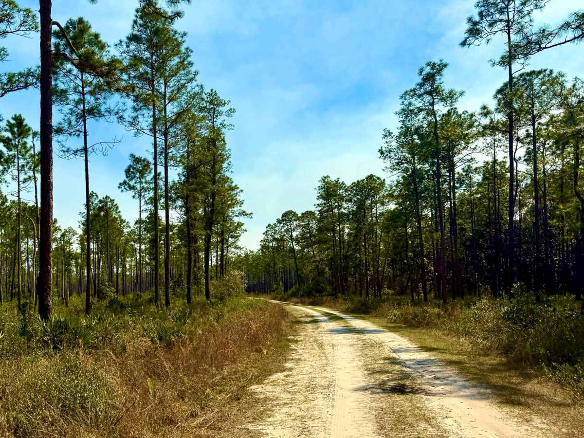 Forest Road 367 photo 4