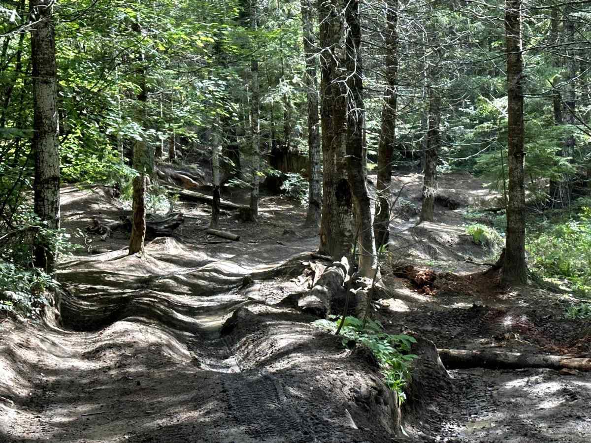 Alder Loop Trail photo 3