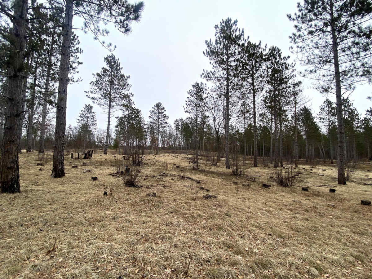 Power in the Pines photo 3