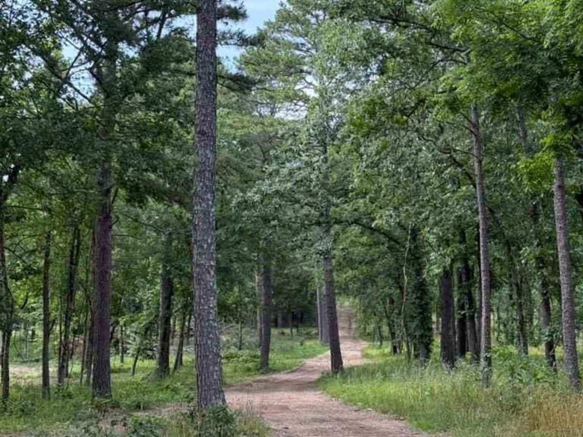 Brandon's Trail photo 3